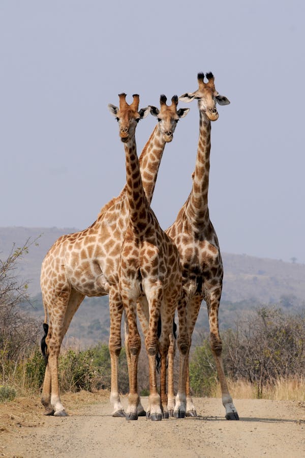 test 22 - image 2